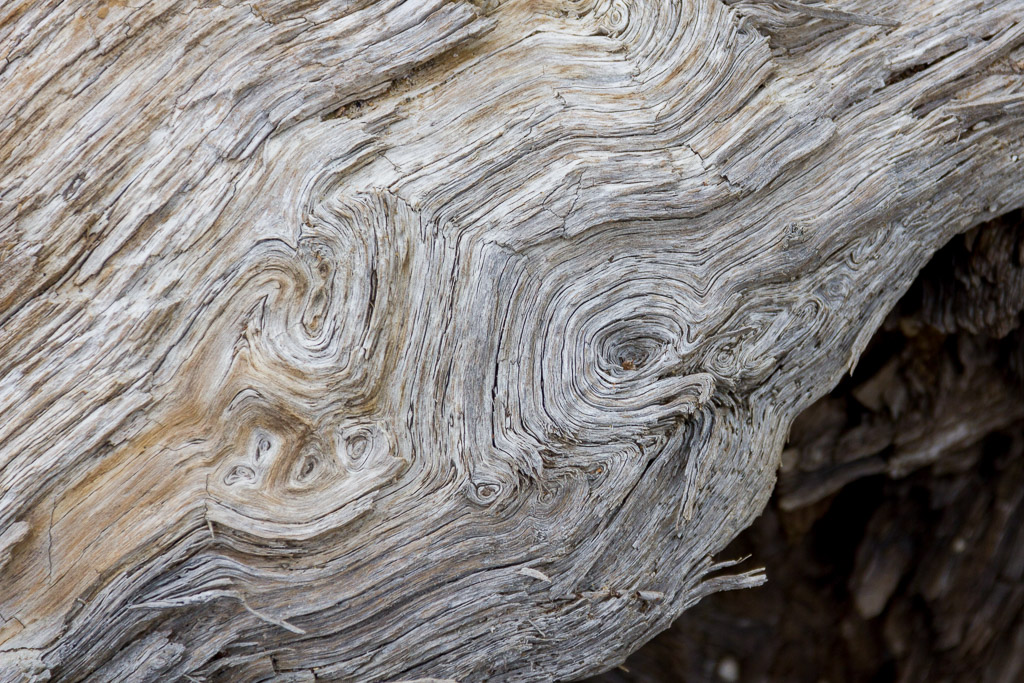 patterns-in-timber-driftwood