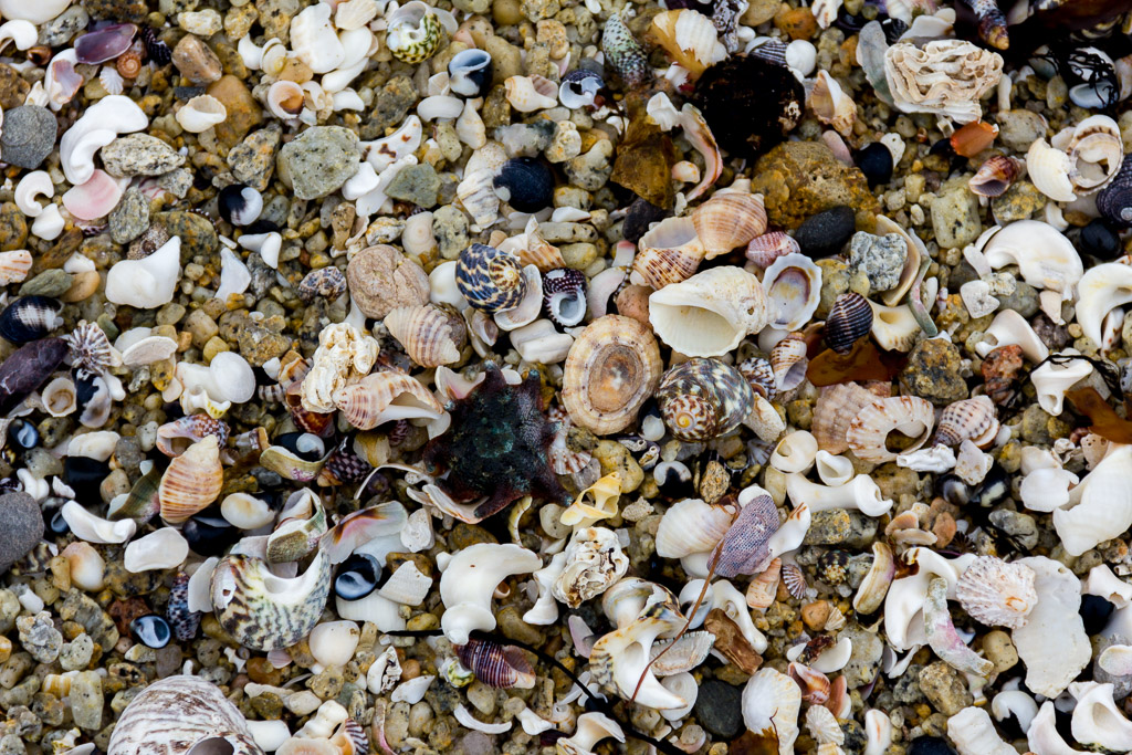 sea-shells-beach-cape-conran