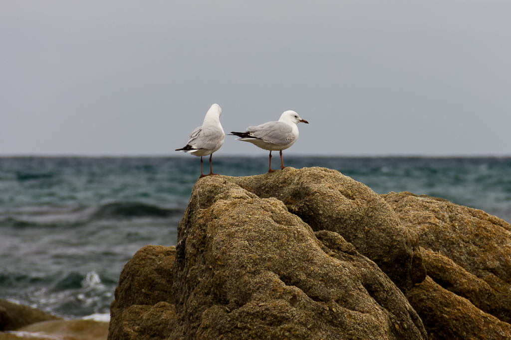 seagulls-on-rocks