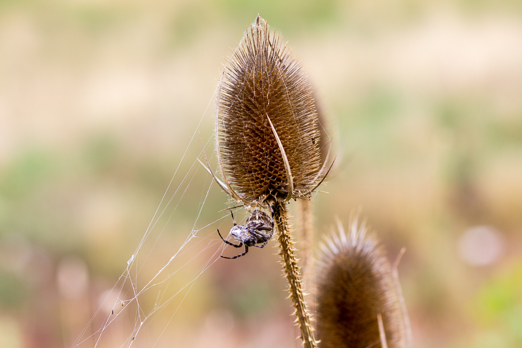 spider-cobweb-on-plant-werribee-gorge