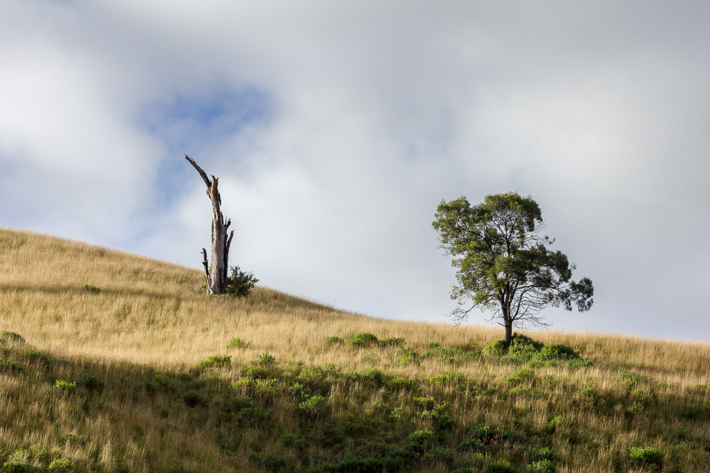 tree-on-hill-side-the-island