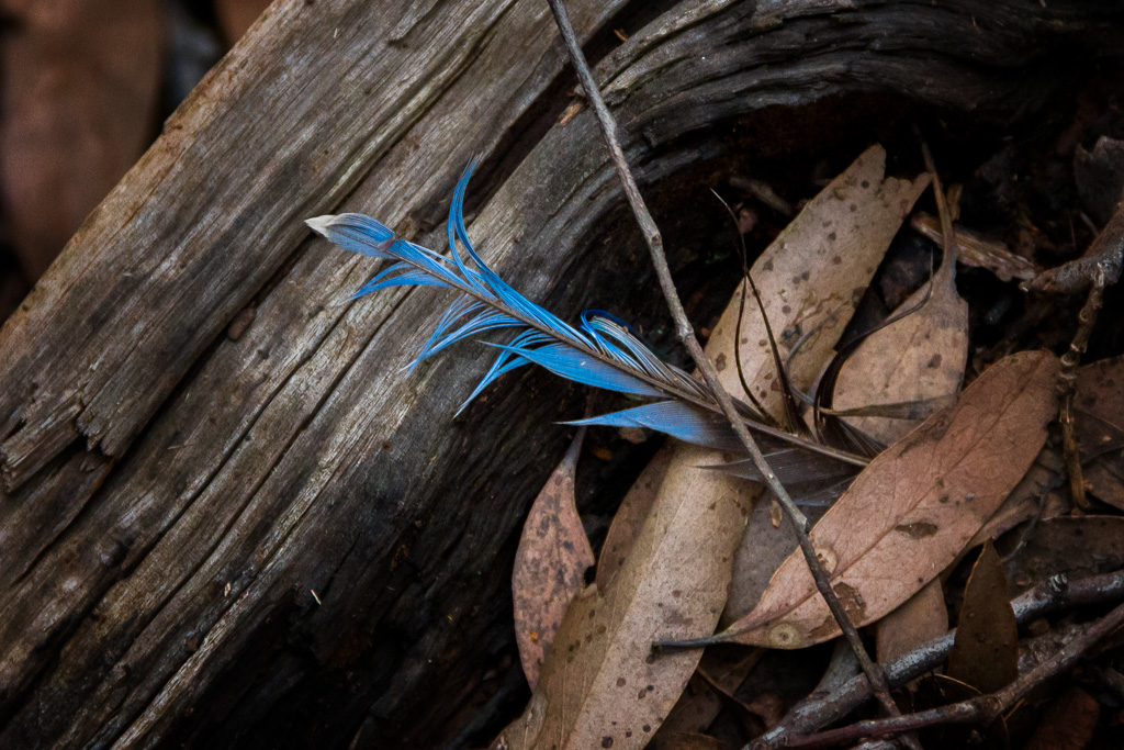 blue-feather-lying-on-ground