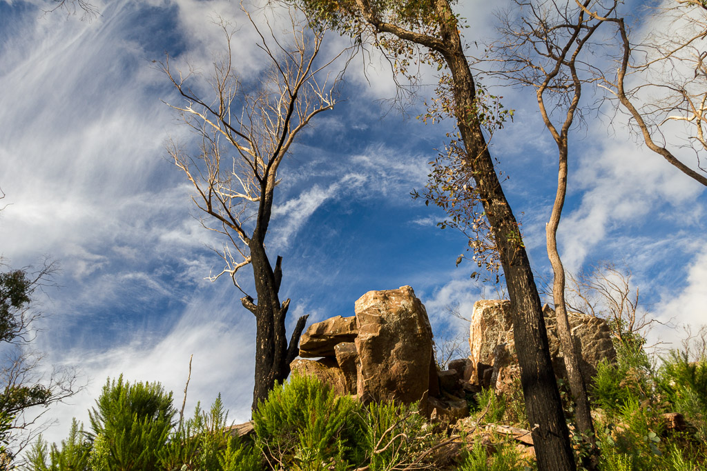 burnt-trees-rocks-razorback-cathedral-ranges