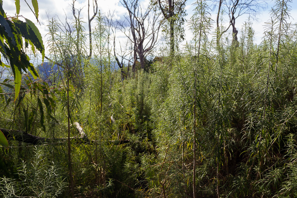 bushfire-regrowth-cathedral-ranges