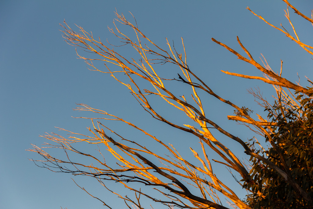 sunset-glow-on-white-branches
