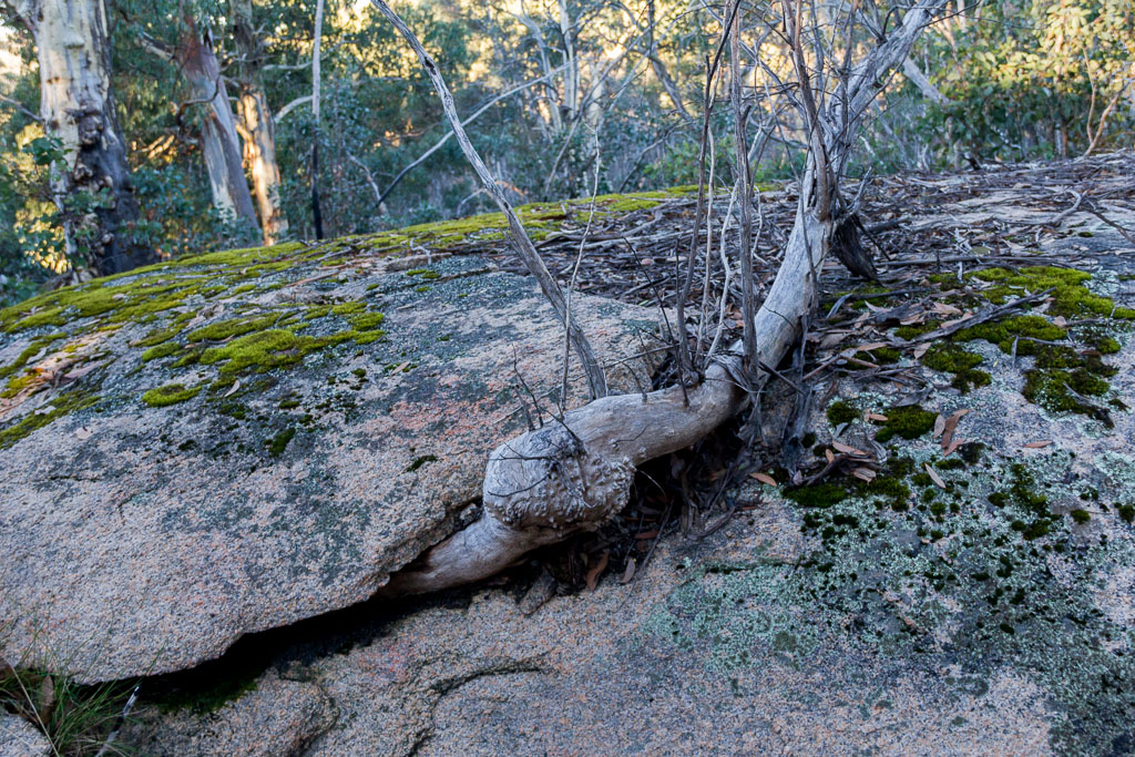tree-growing-through-boulder