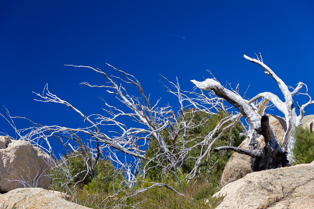 white-branches-blue-sky-mt-mcleod