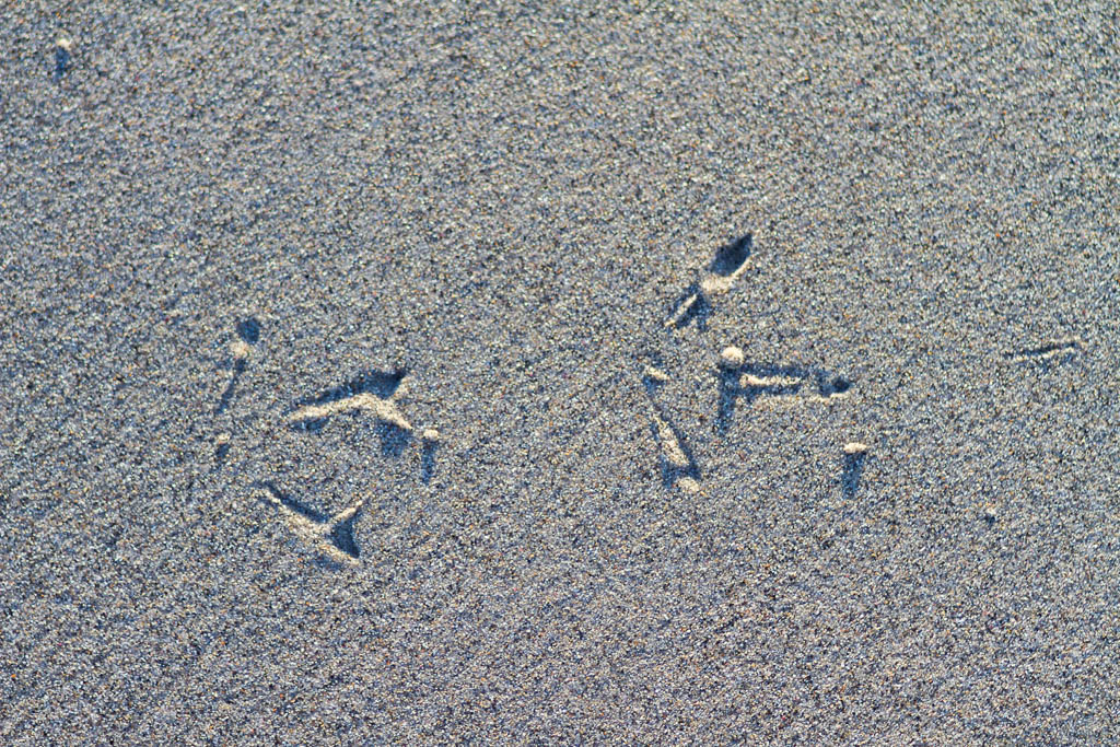 bird-footprints-in-beach-sand