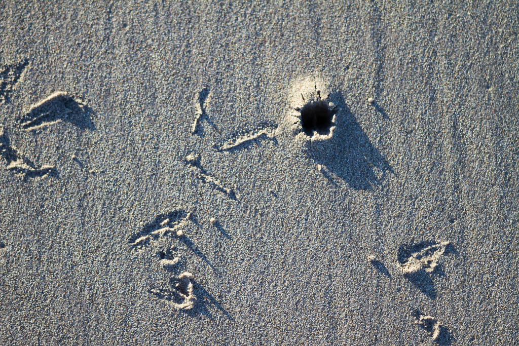 bird-footprints-in-sand