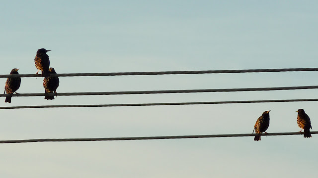 birds-on-telephone-wires