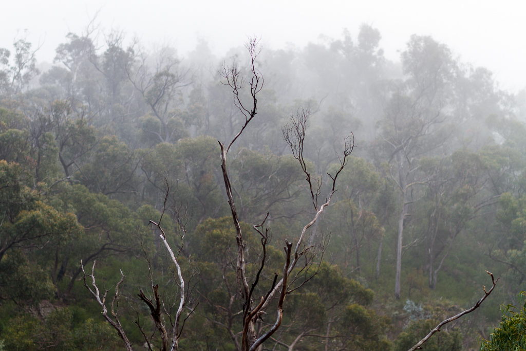 mist-in-trees