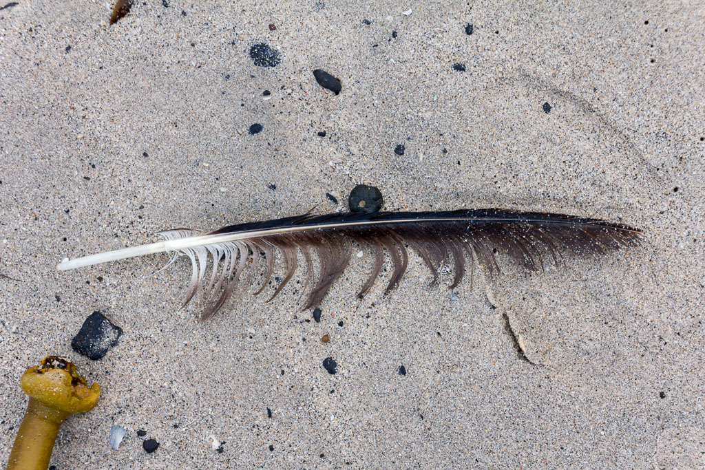 feather-on-beach