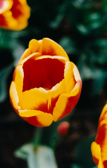 red-yellow-tulip