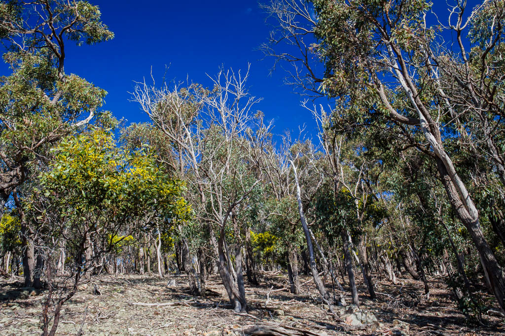 blue-sky-eucalypt-trees