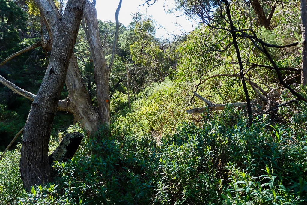 bush-track-ingliston-gorge