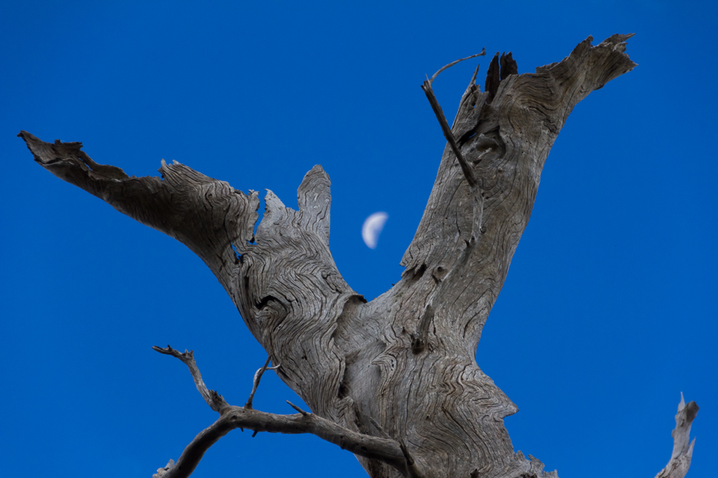 dead-tree-branch-moon-werribee-gorge