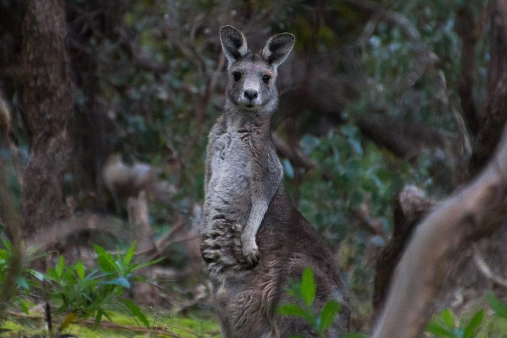kangaroo-werribee-gorge