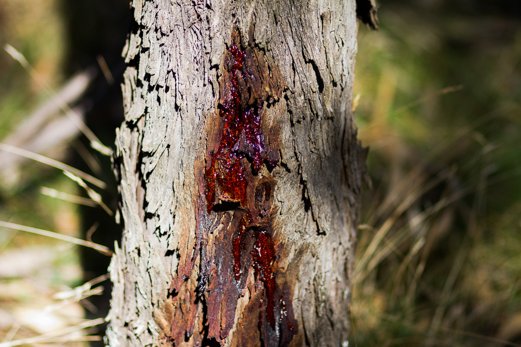 red-sap-eucalypt-tree