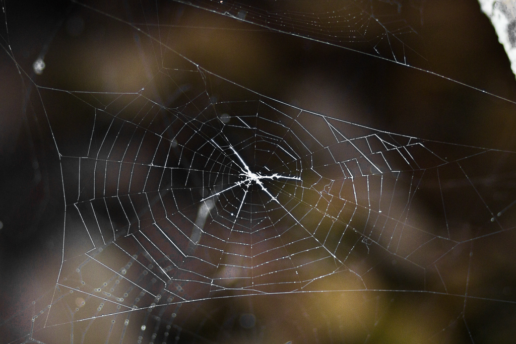 spider-web-ingliston-gorge