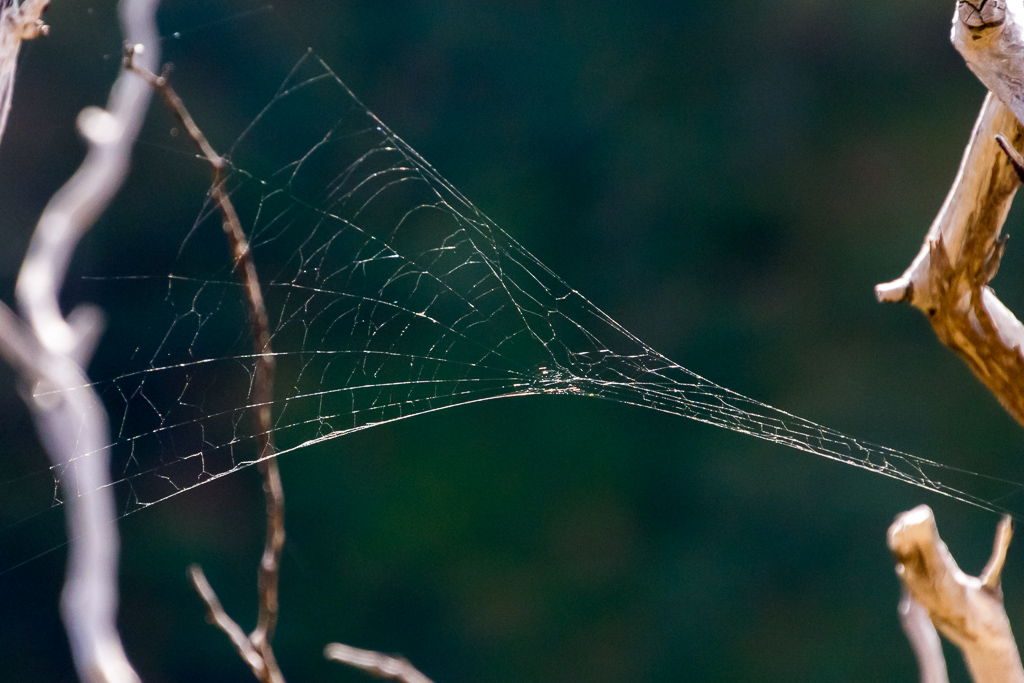 spider-web-werribee-gorge