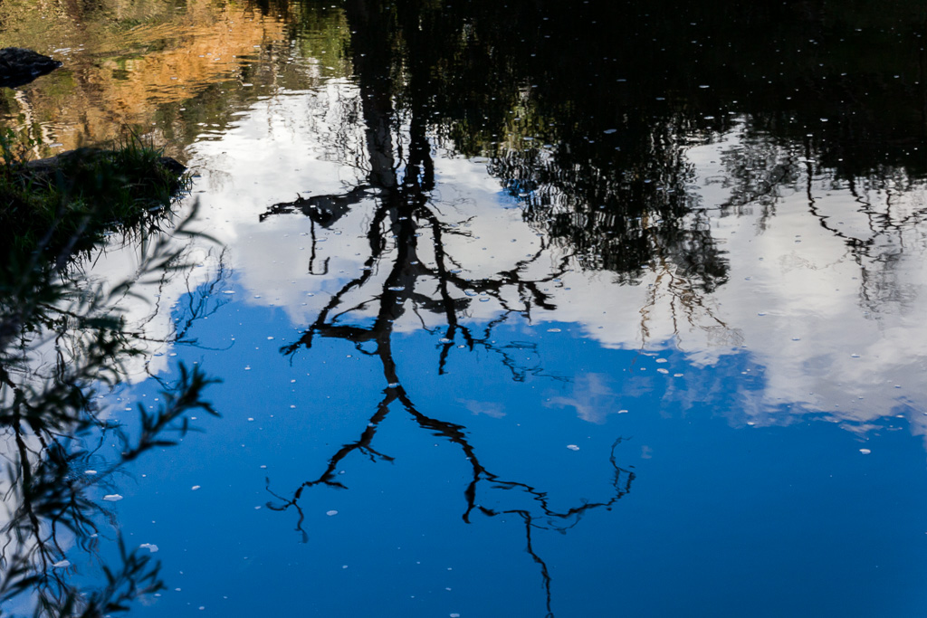 tree-reflection-werribee-river
