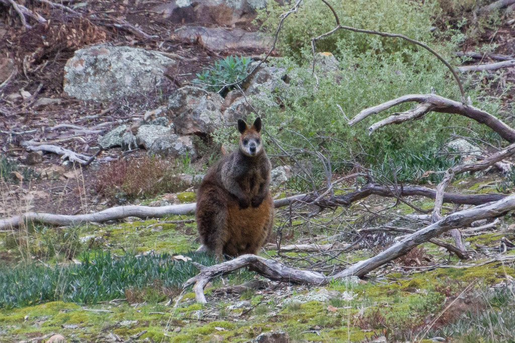 wallaby-werribee-gorge
