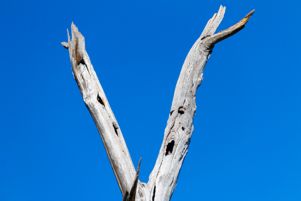 bare-eucalypt-tree-branches