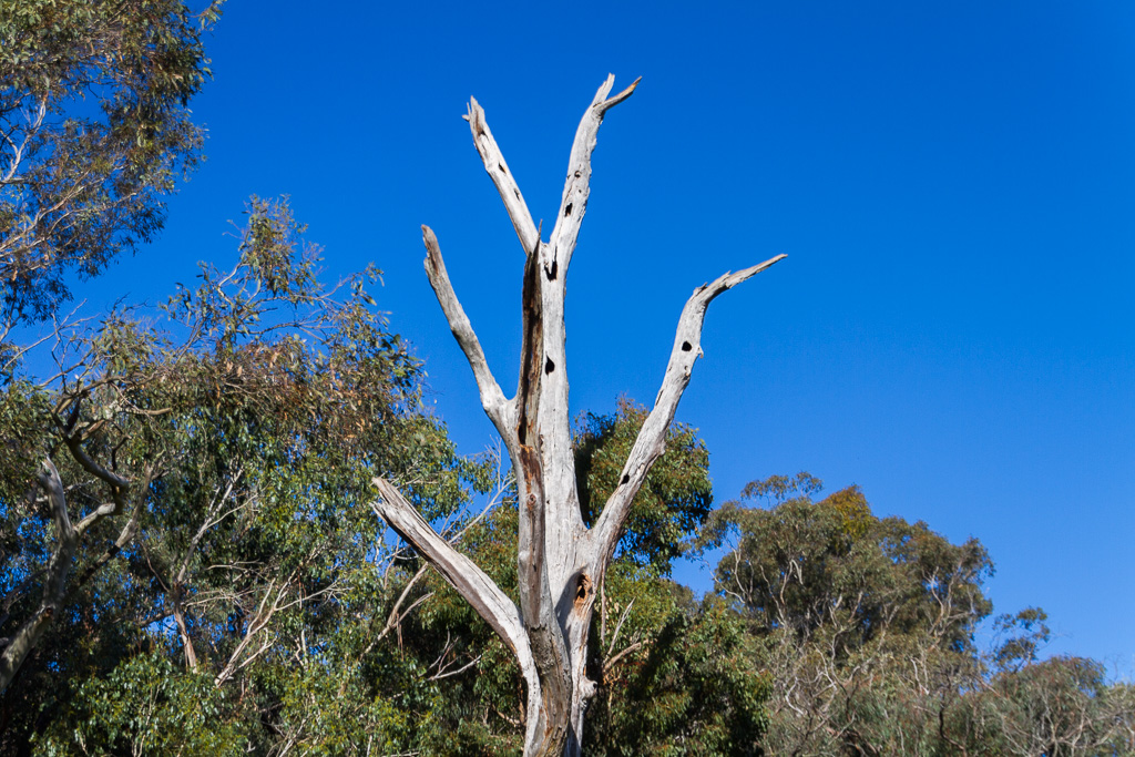 bare-eucalypt-tree-trunk