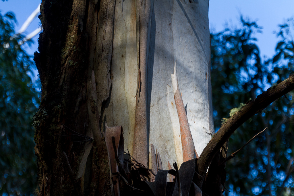 bark-on-eucalypt-tree