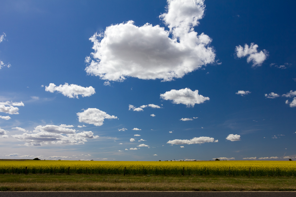 canola-field-blue-sky-cumulus-clouds