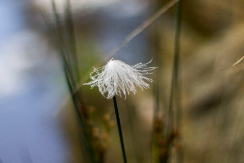 feather-stuck-on-grass