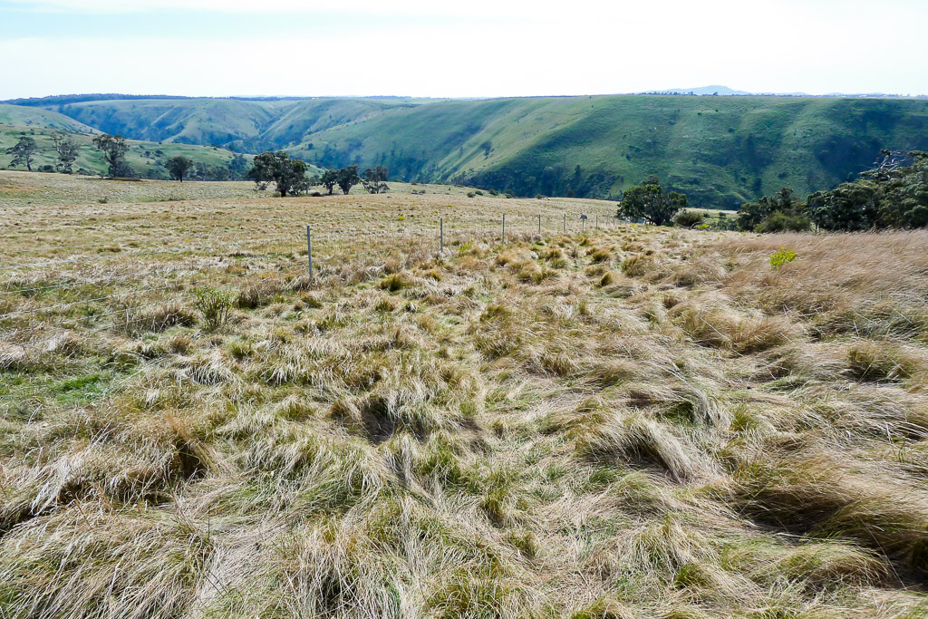 grass-blowing-windy-day-werribee-gorge