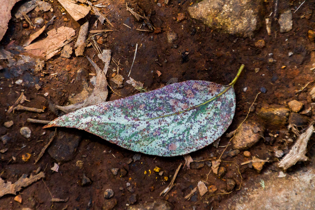 large-leaf-on-ground