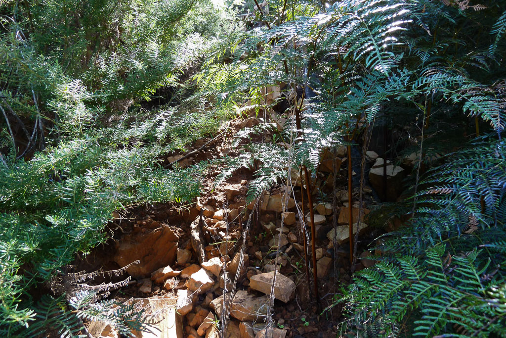regrowth-above-strath-creek-falls