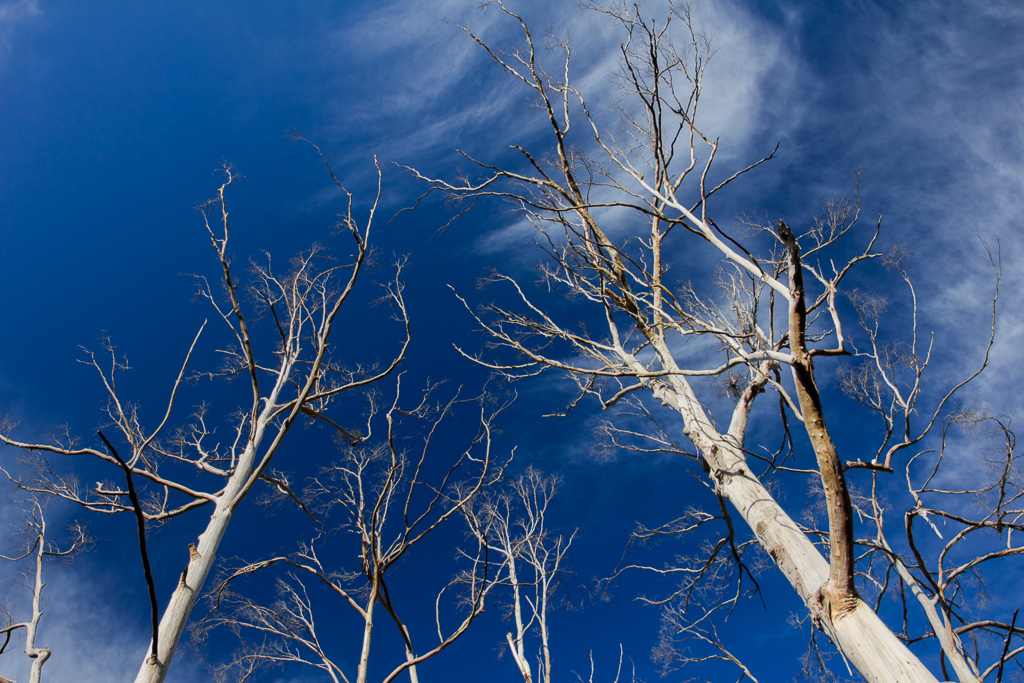 white-tree-trunks-blue-sky