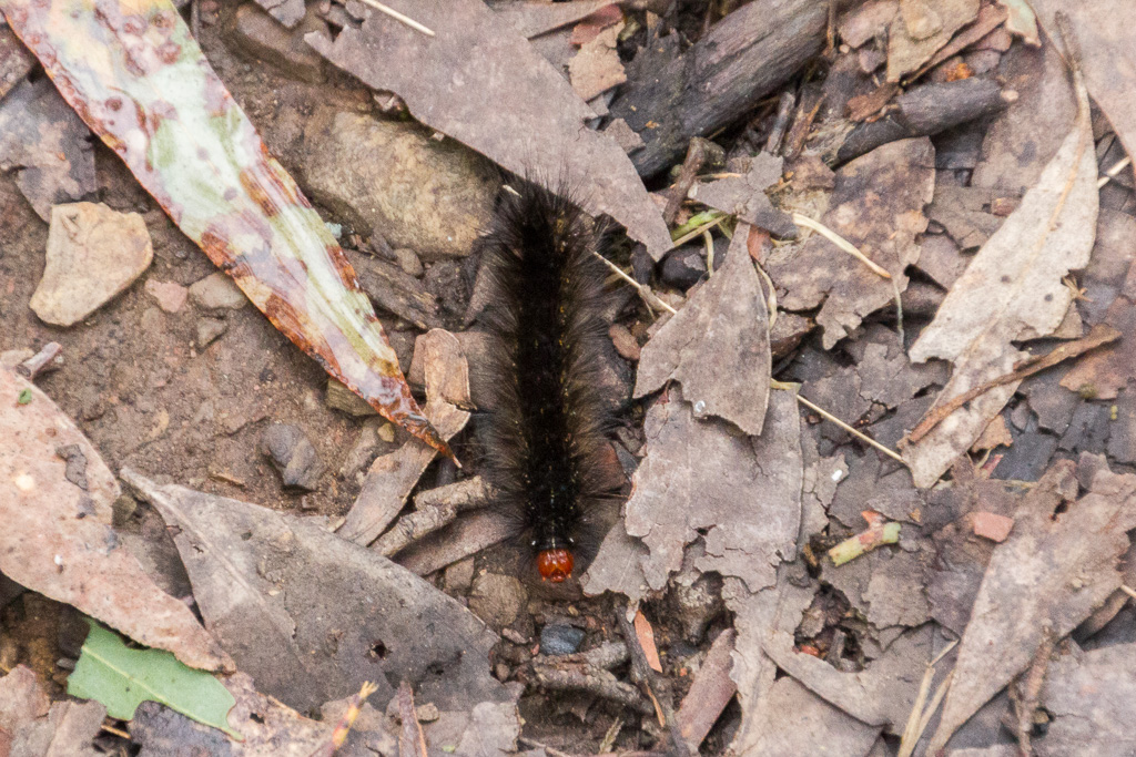 black-caterpillar