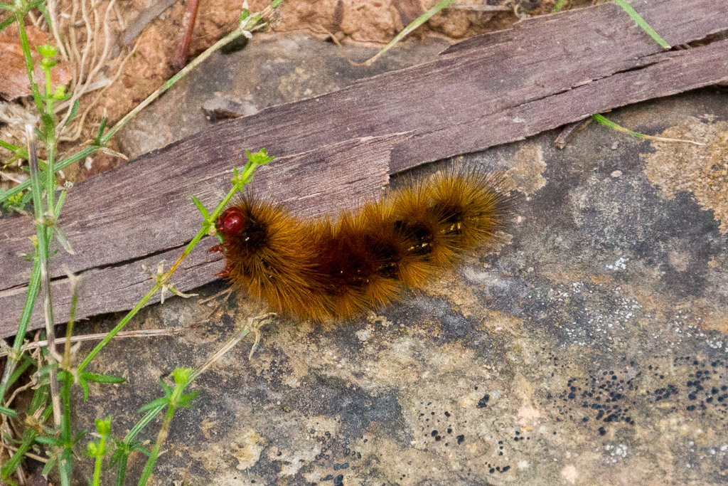 brown-caterpillar-castlemaine
