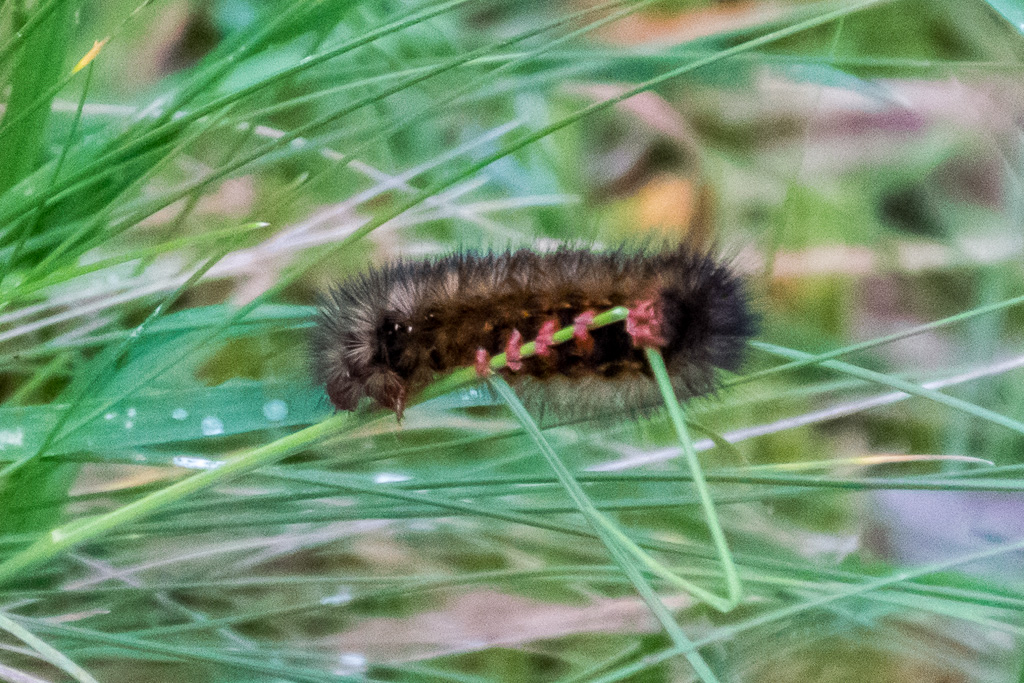 caterpillar-climbing-grass
