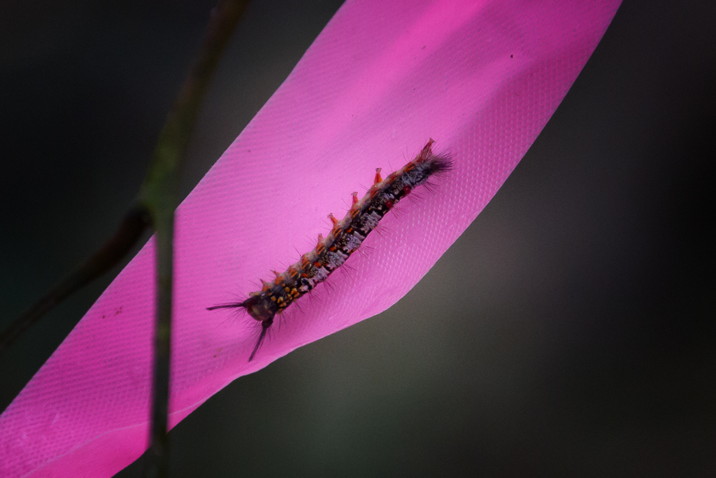 caterpillar-on-pink-tape