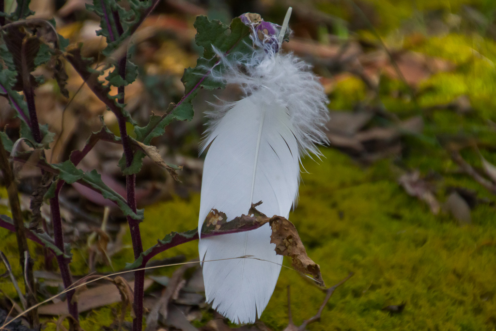 cockatoo-feather