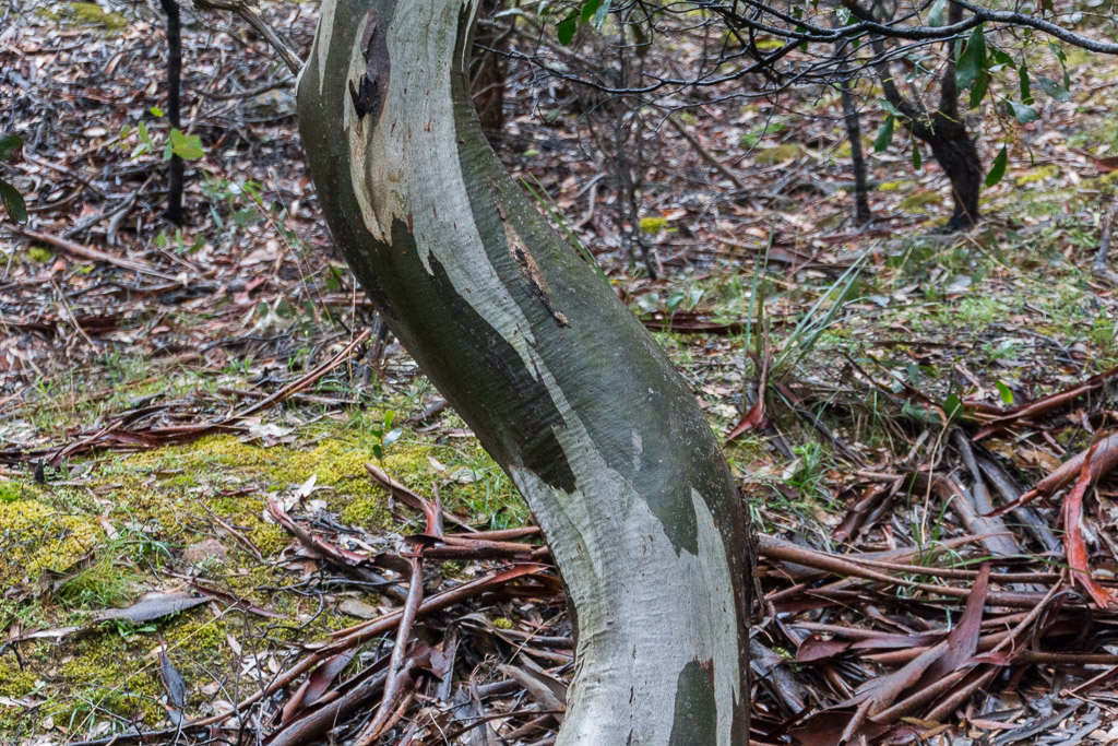 curved-eucalypt-tree-steiglitz