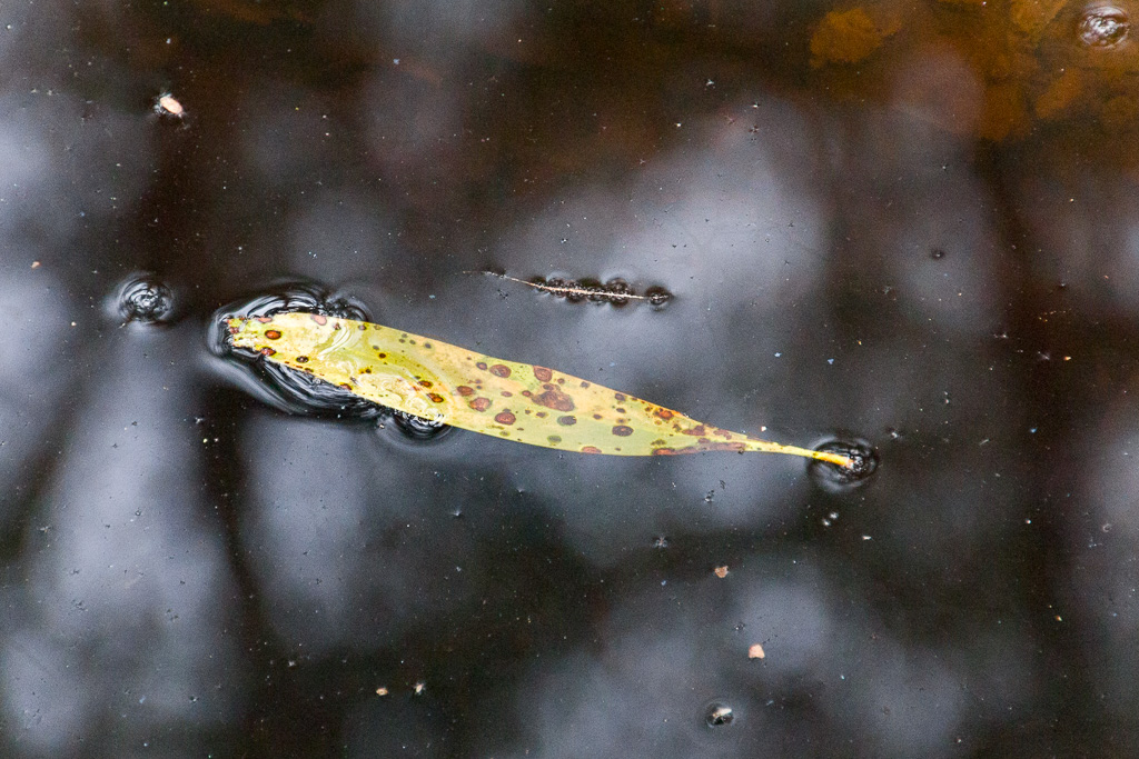 eucalypt-leaf-lying-in-black-water
