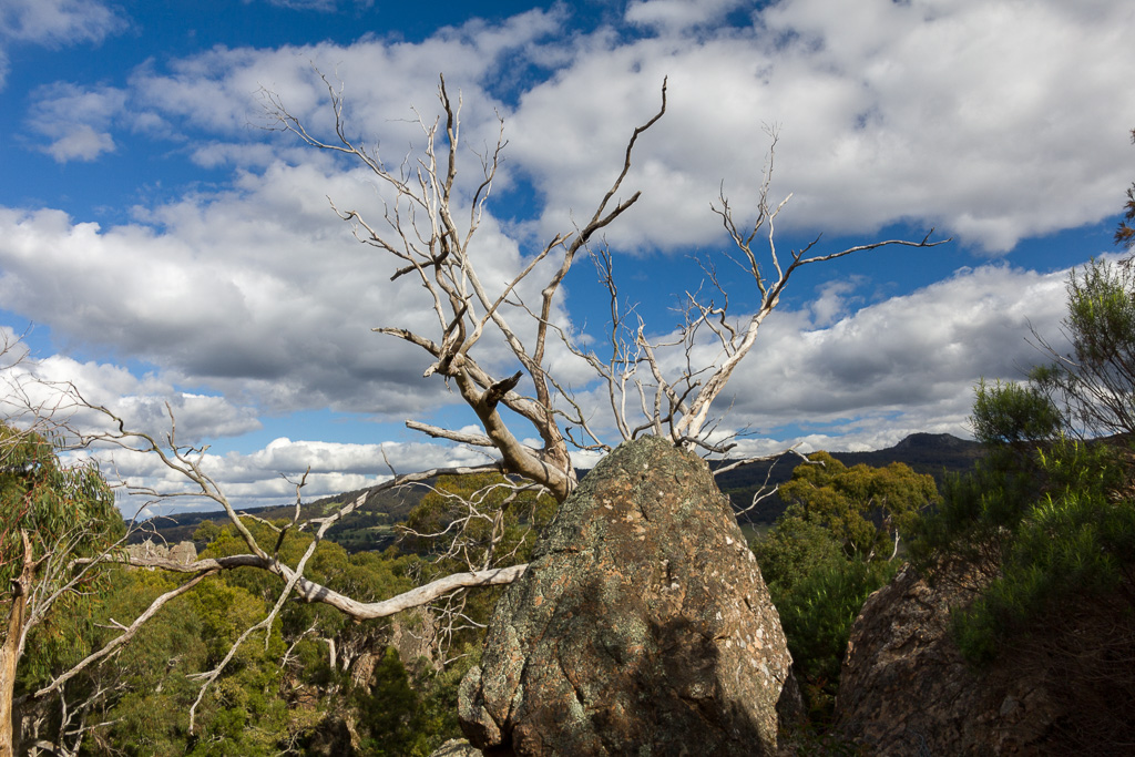 eucalypt-tree-behind-rock