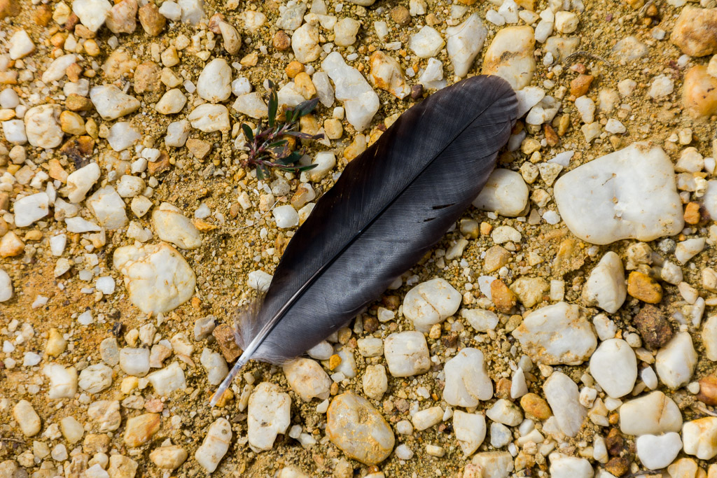 feather-lying-on-ground