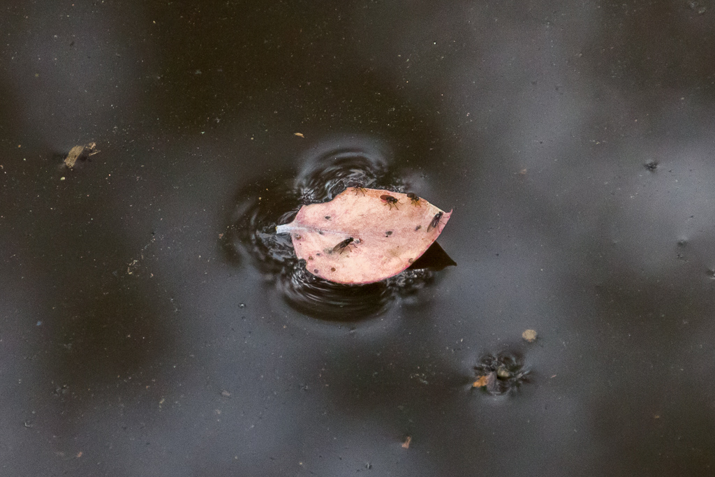 flies-on-leaf-in-water