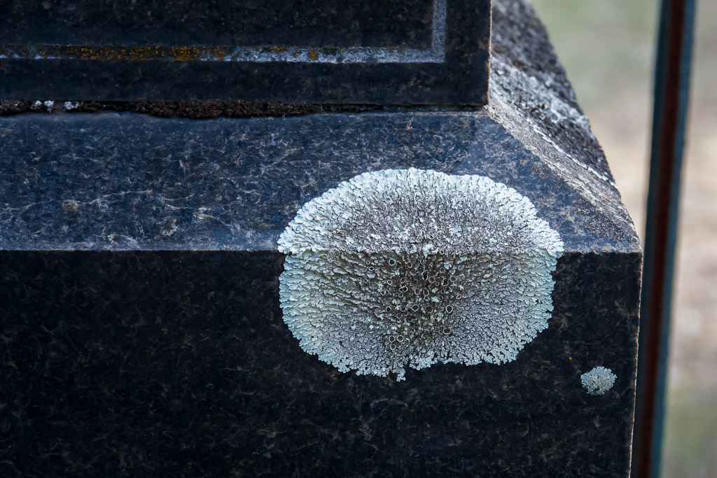 fungi-marble-grave-stone