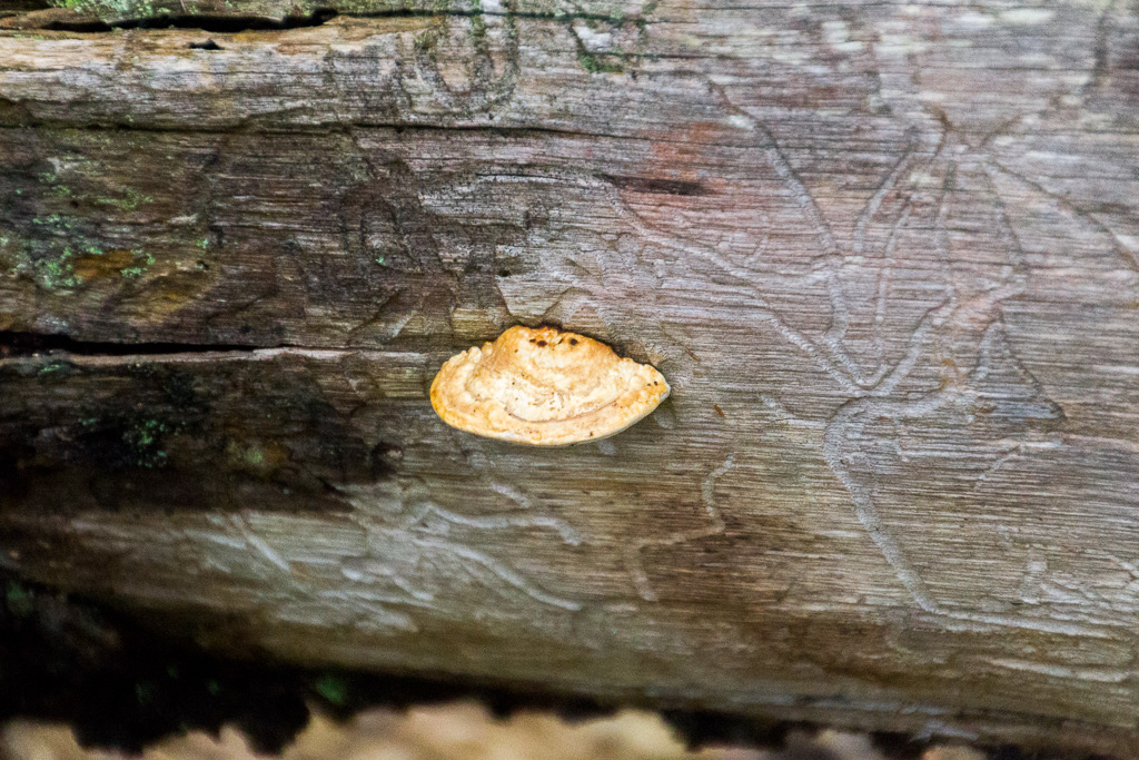 fungi-on-tree-trunk
