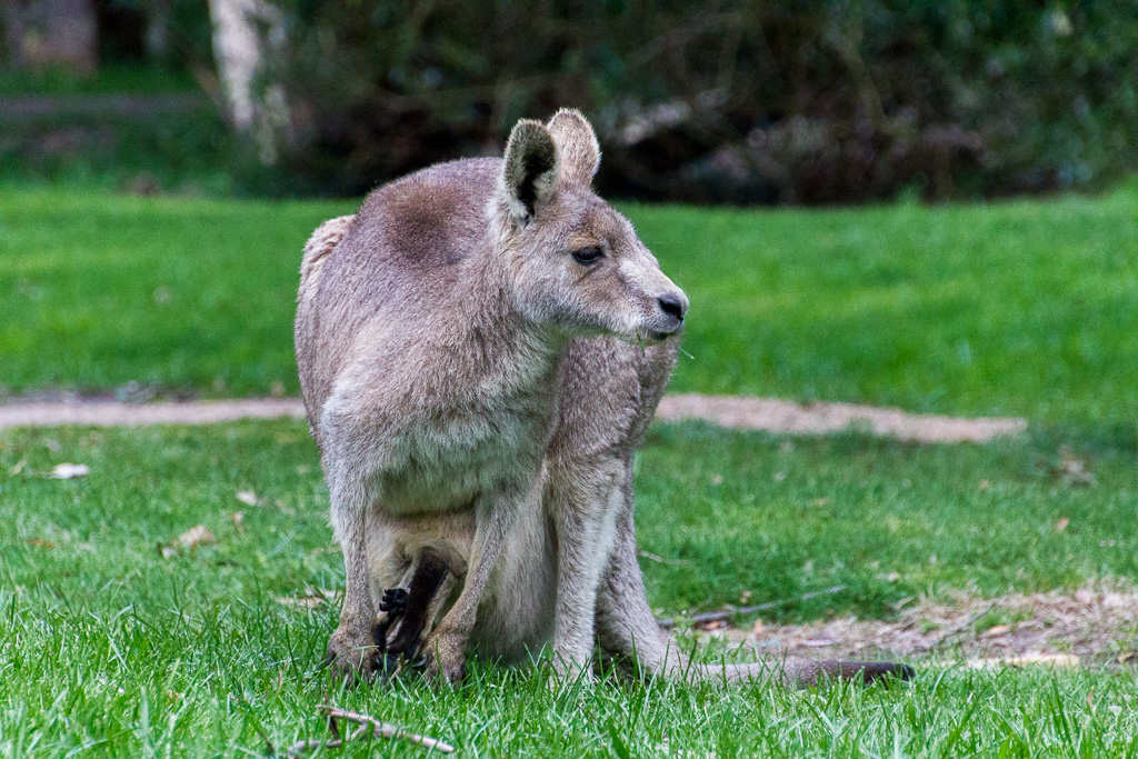 kangaroo-with-joey-in-pouch