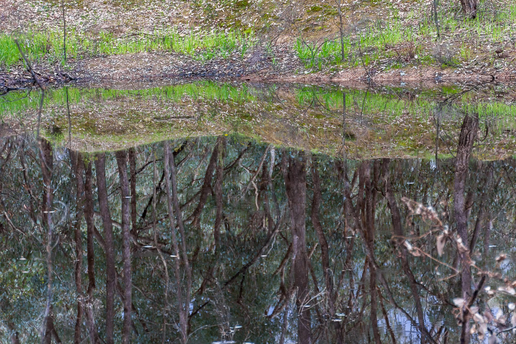 mirror-reflection-of-trees-water