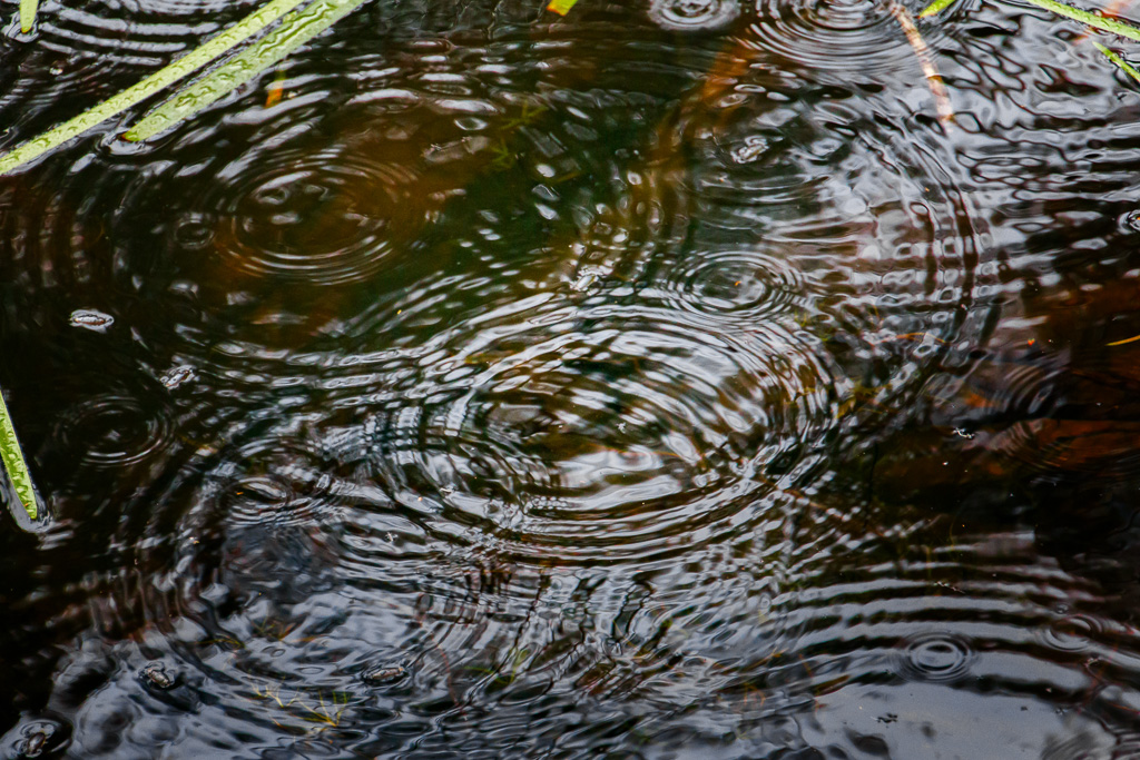 rain-drops-in-pond